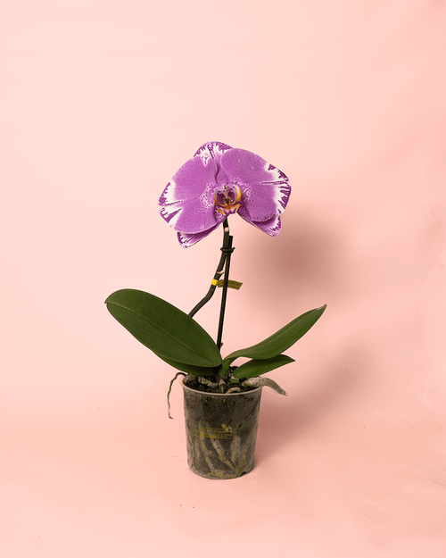 Orquídea Singolo Victorio M - Pur Plant