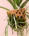 Orquídea Vanda + Maceta Terracota - Pur Plant