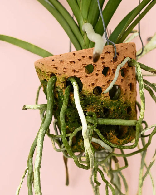 Orquídea Vanda + Maceta Terracota - Pur Plant