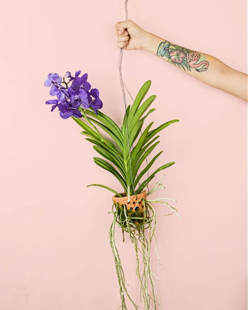 Orquídea Vanda + Maceta Terracota - Pur Plant