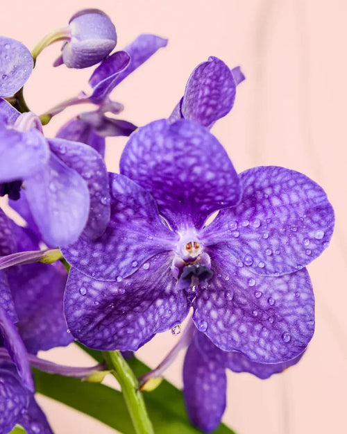 Orquídea Vanda + Maceta Terracota - Pur Plant