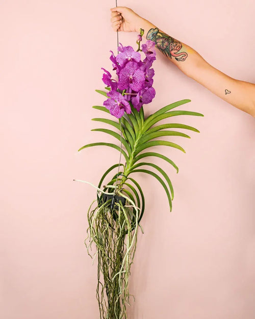 Orquídea Vanda Mix - Pur Plant
