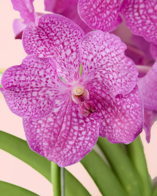 Orquídea Vanda Mix - Pur Plant