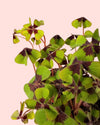 Oxalis Deppei – Trébol de la suerte - Pur Plant