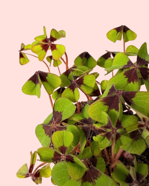 Oxalis Deppei – Trébol de la suerte - Pur Plant