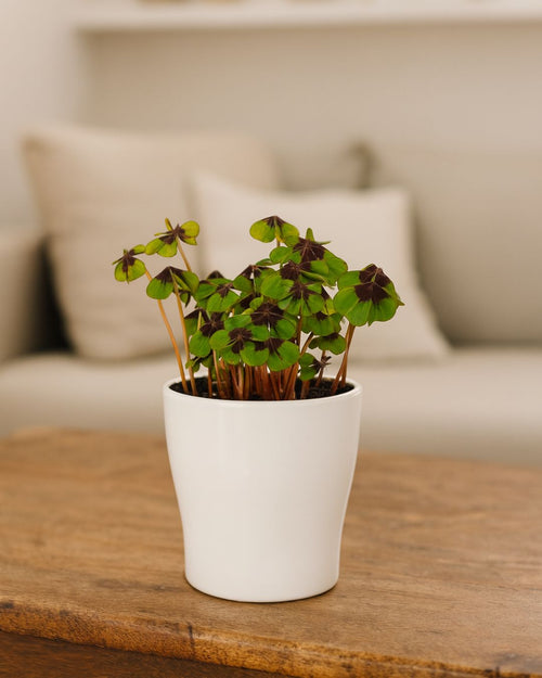 Oxalis Deppei – Trébol de la suerte - Pur Plant