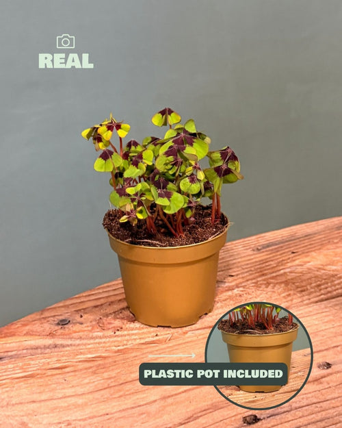 Oxalis Deppei – Trébol de la suerte - Pur Plant