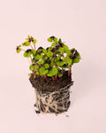Oxalis Deppei – Trébol de la suerte