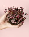Oxalis Pink Mini - Pur Plant