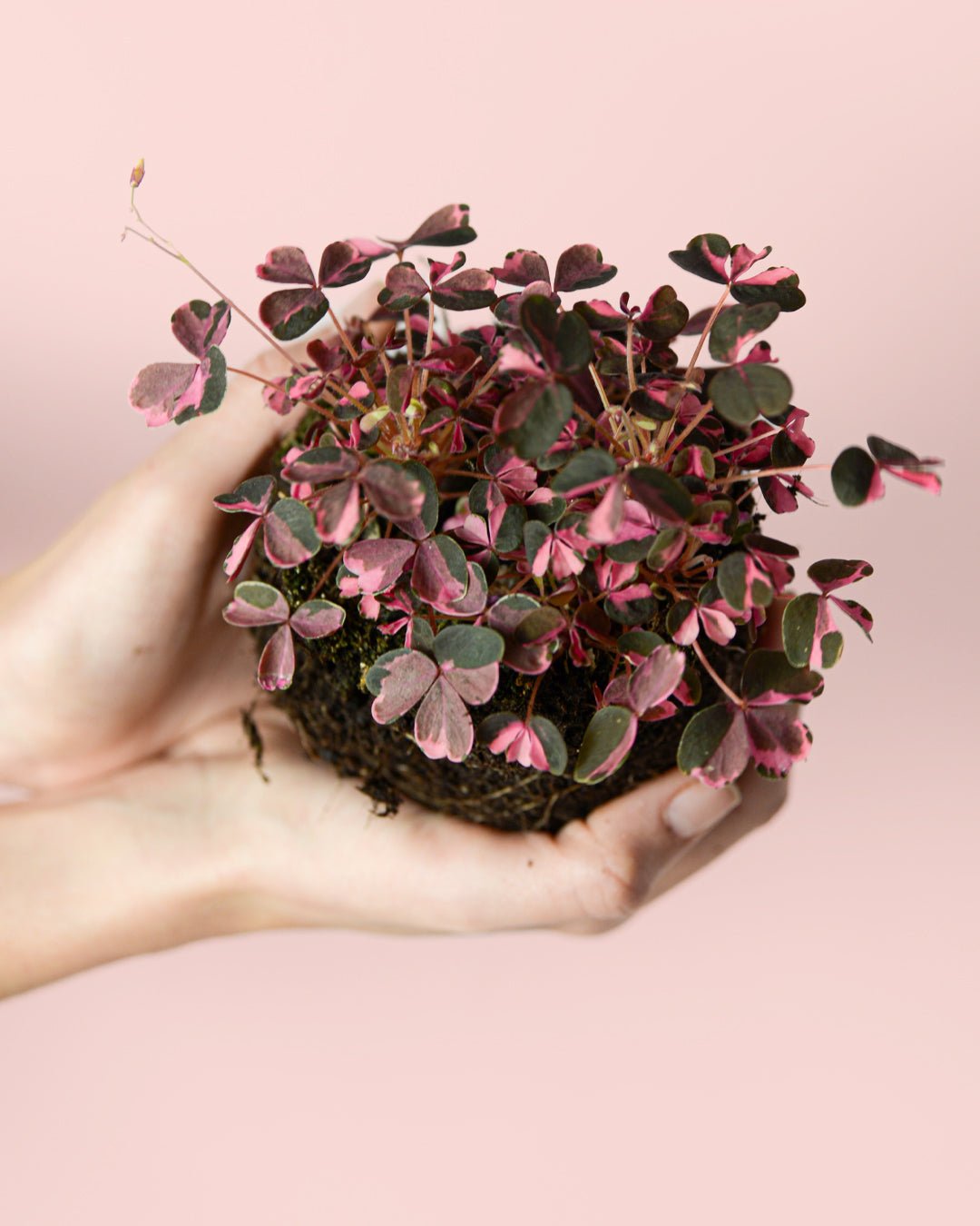 Oxalis Pink Mini - Pur Plant