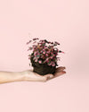 Oxalis Pink Mini - Pur Plant