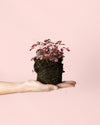 Oxalis Pink Mini - Pur Plant