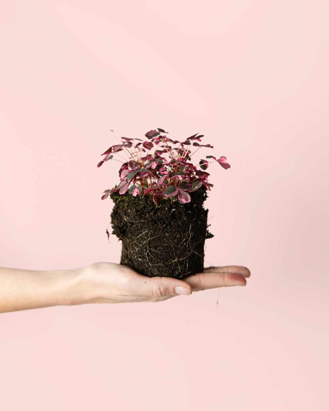 Oxalis Pink Mini - Pur Plant