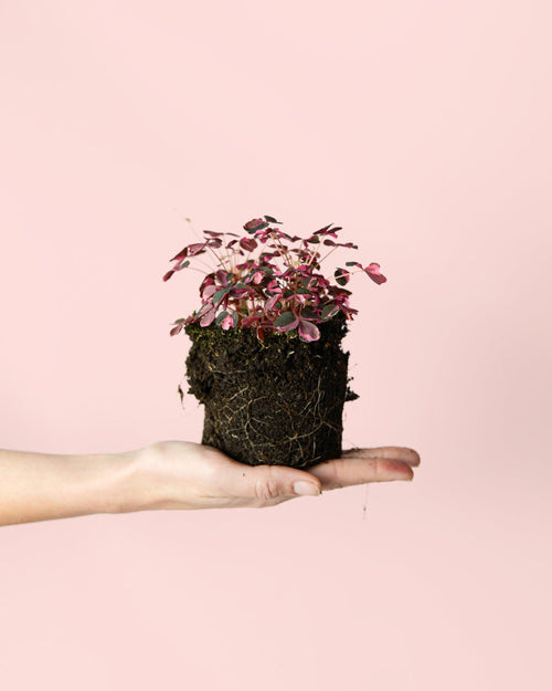 Oxalis Pink Mini - Pur Plant