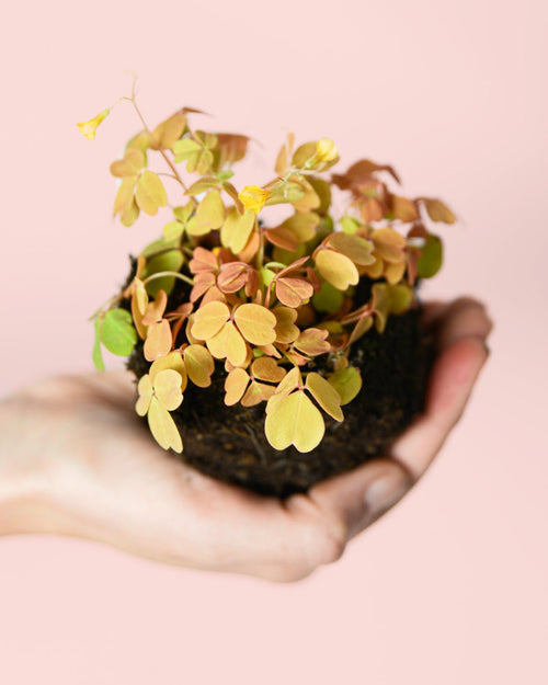 Oxalis Sunset Velvet M - Pur Plant