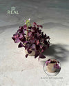 Oxalis Triangularis – Planta Mariposa M - Pur Plant