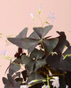 Oxalis Triangularis – Planta Mariposa M - Pur Plant