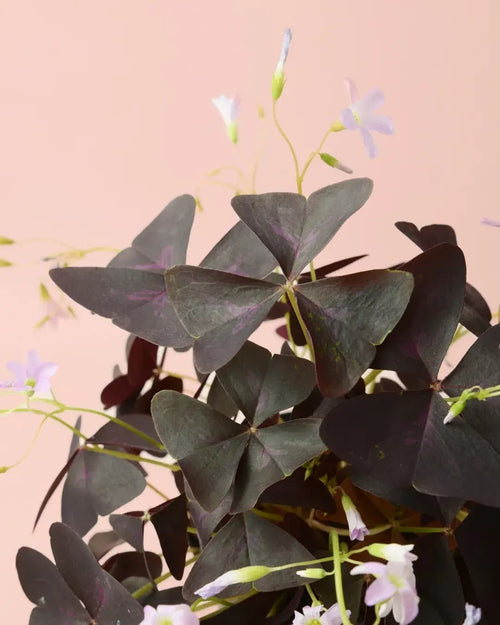 Oxalis Triangularis – Planta Mariposa M - Pur Plant