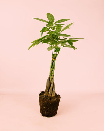 Pachira Aquatica – Árbol del Dinero M