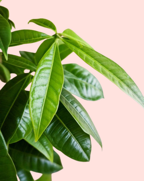 Pachira Aquatica – Árbol del Dinero M - Pur Plant