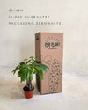 Pachira Aquatica – Árbol del Dinero M - Pur Plant