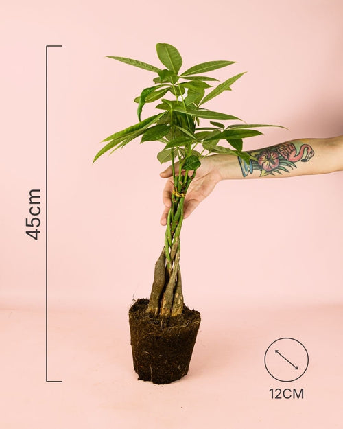 Pachira Aquatica – Árbol del Dinero M - Pur Plant