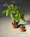 Pachira Aquatica – Árbol del Dinero M - Pur Plant