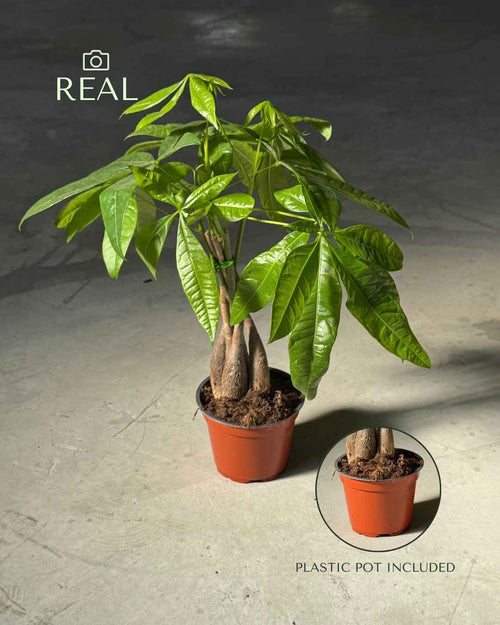 Pachira Aquatica – Árbol del Dinero M - Pur Plant