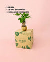 Pachira Aquatica – Árbol del Dinero Mini - Pur Plant