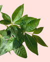 Pachira Aquatica – Árbol del Dinero Mini - Pur Plant