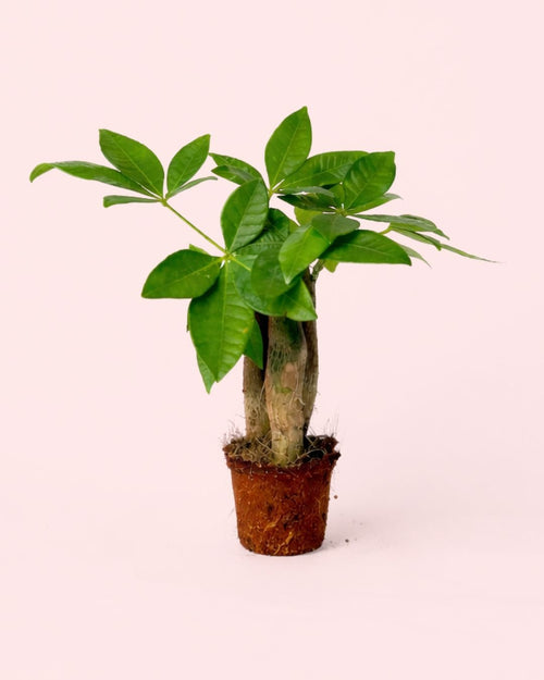 Pachira Aquatica – Árbol del Dinero Mini - Pur Plant