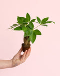 Pachira Aquatica – Árbol del Dinero Mini