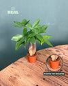 Pachira Aquatica – Árbol del Dinero Mini - Pur Plant