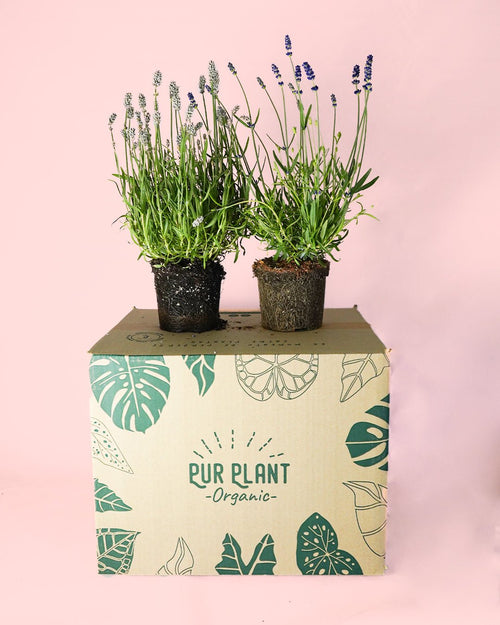 Pack 2 Lavandas: Morada y Blanca - Pur Plant