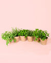 Pack 3x Mix Plantas Aromáticas - Pur Plant