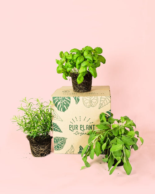 Pack 3x Mix Plantas Aromáticas - Pur Plant