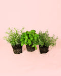 Pack 3x Mix Plantas Aromáticas