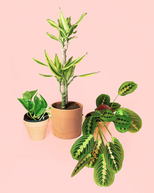 Pack 3x Plantas Medianas Fáciles de Cuidar - Pur Plant