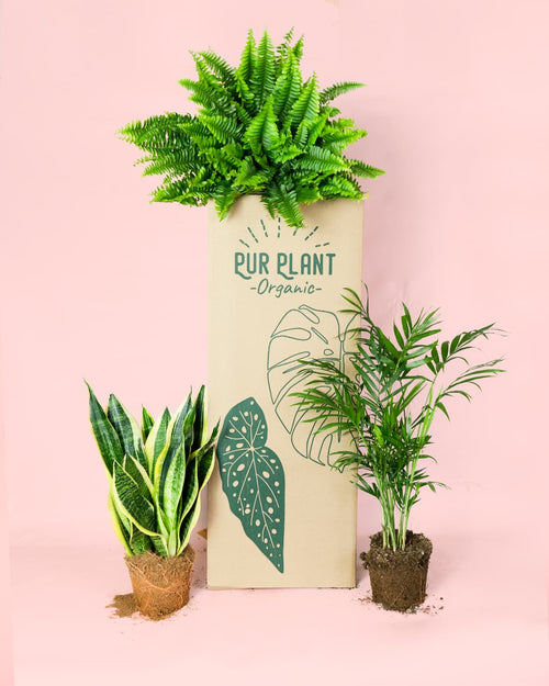 Pack 3x Plantas Purificadoras de Aire - Pur Plant
