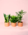 Pack 3x Plantas Purificadoras de Aire - Pur Plant