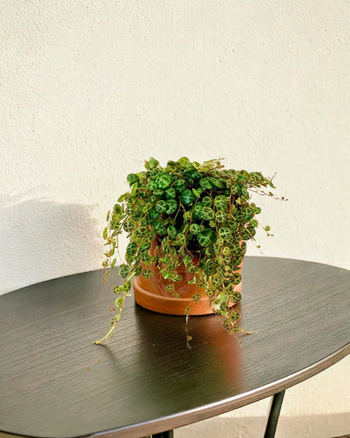 Pack 4x Mini Plantas Colgantes - Pur Plant