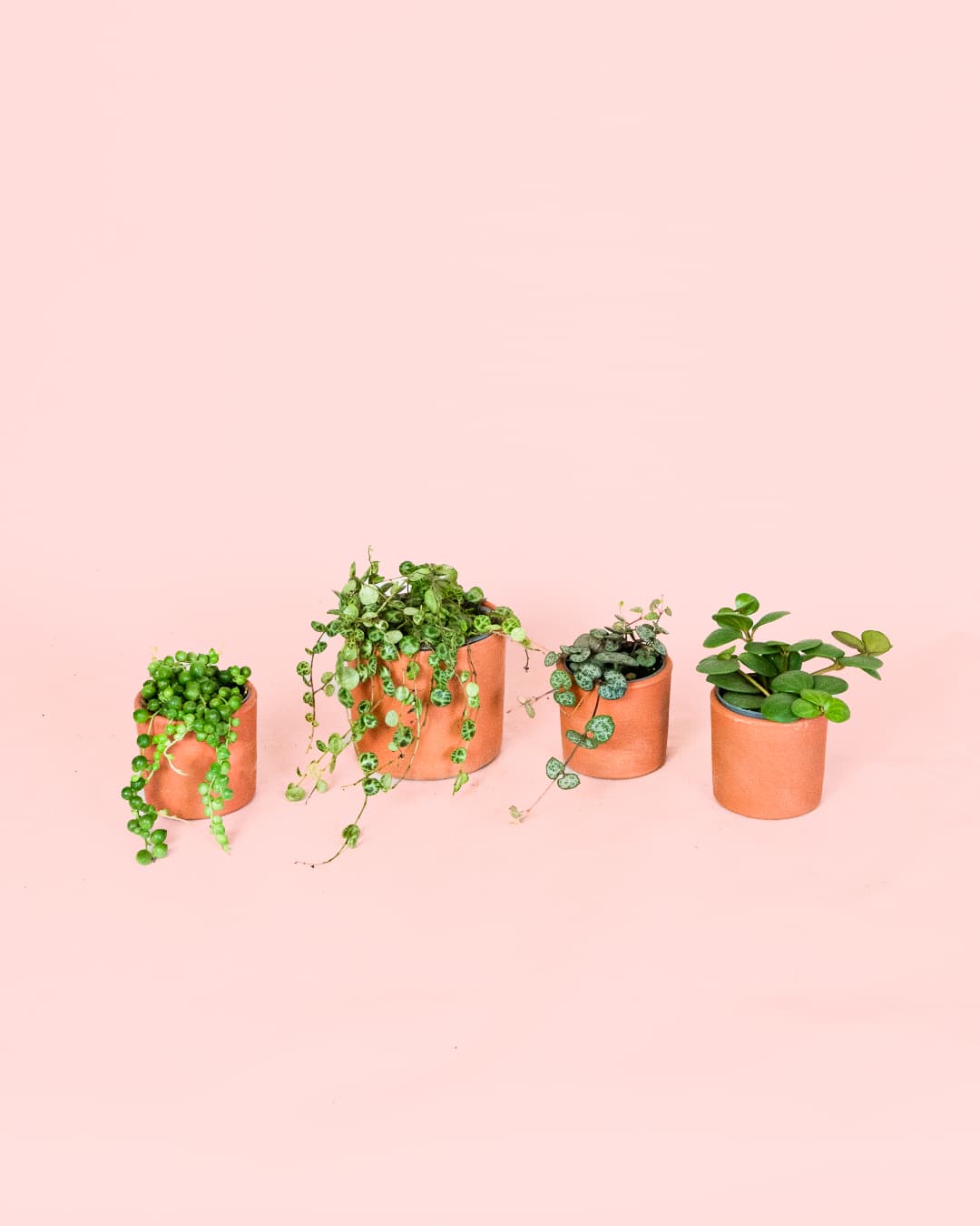 Pack 4x Mini Plantas Colgantes - Pur Plant