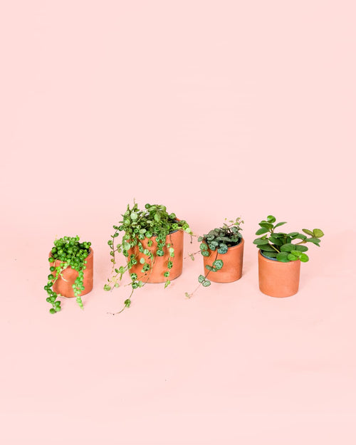 Pack 4x Mini Plantas Colgantes - Pur Plant