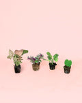 Pack 4x Mini Plantas Fáciles de Cuidar