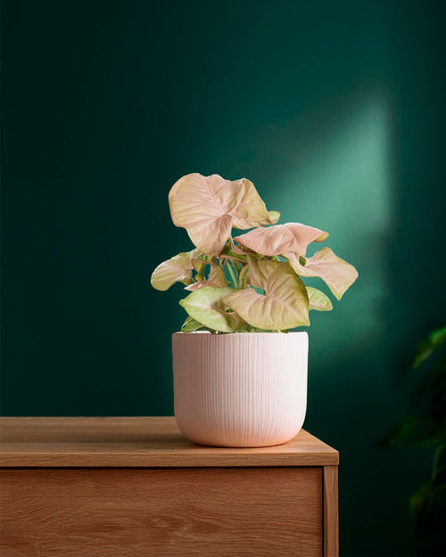 Pack 4x Mini Plantas Fáciles de Cuidar - Pur Plant