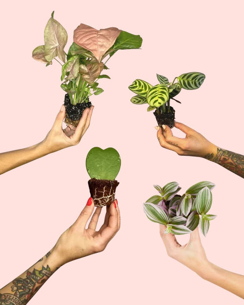 Pack 4x Mini Plantas Fáciles de Cuidar - Pur Plant
