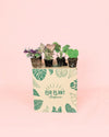 Pack 4x Mini Plantas Fáciles de Cuidar - Pur Plant