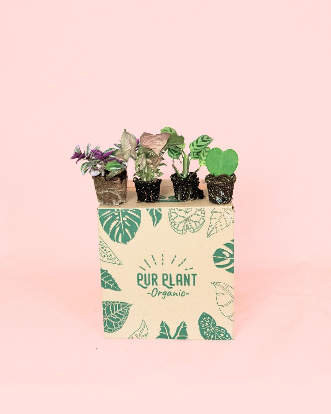 Pack 4x Mini Plantas Fáciles de Cuidar - Pur Plant