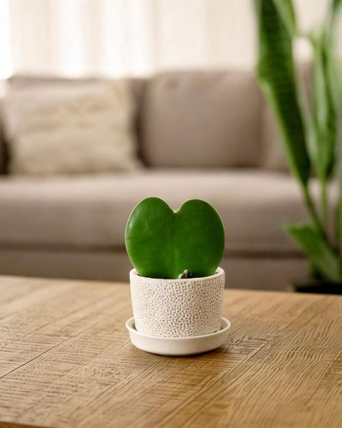 Pack 4x Mini Plantas Resistentes - Pur Plant