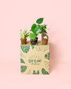 Pack 4x Mini Plantas Resistentes - Pur Plant